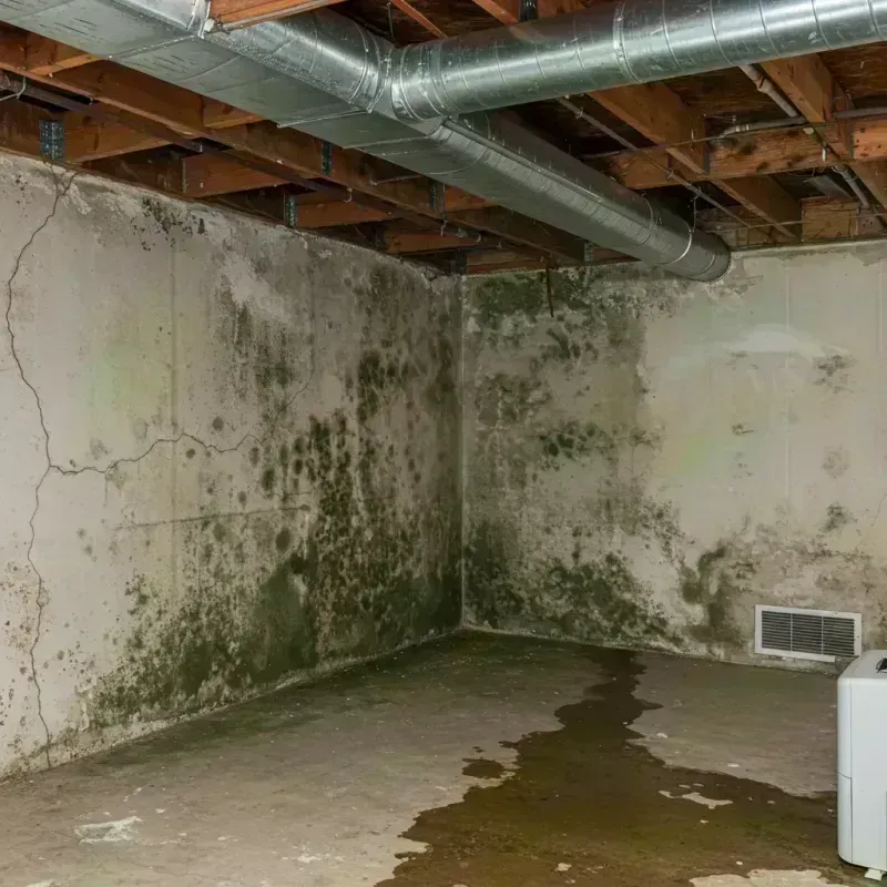 Professional Mold Removal in Cliffside Park, NJ